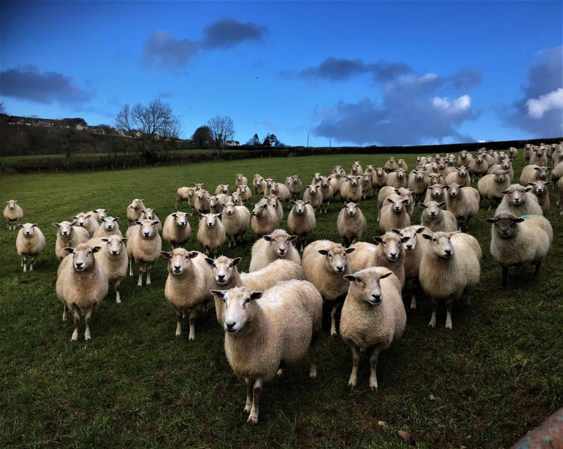 Nantgwynfaen Organic Farm Wales Villa Llandysul Exterior photo