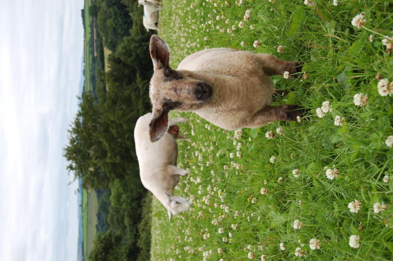 Nantgwynfaen Organic Farm Wales Villa Llandysul Exterior photo